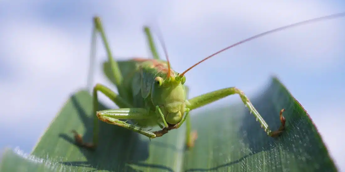 Identifier les insectes à larves xylophages : que faut-il savoir ?