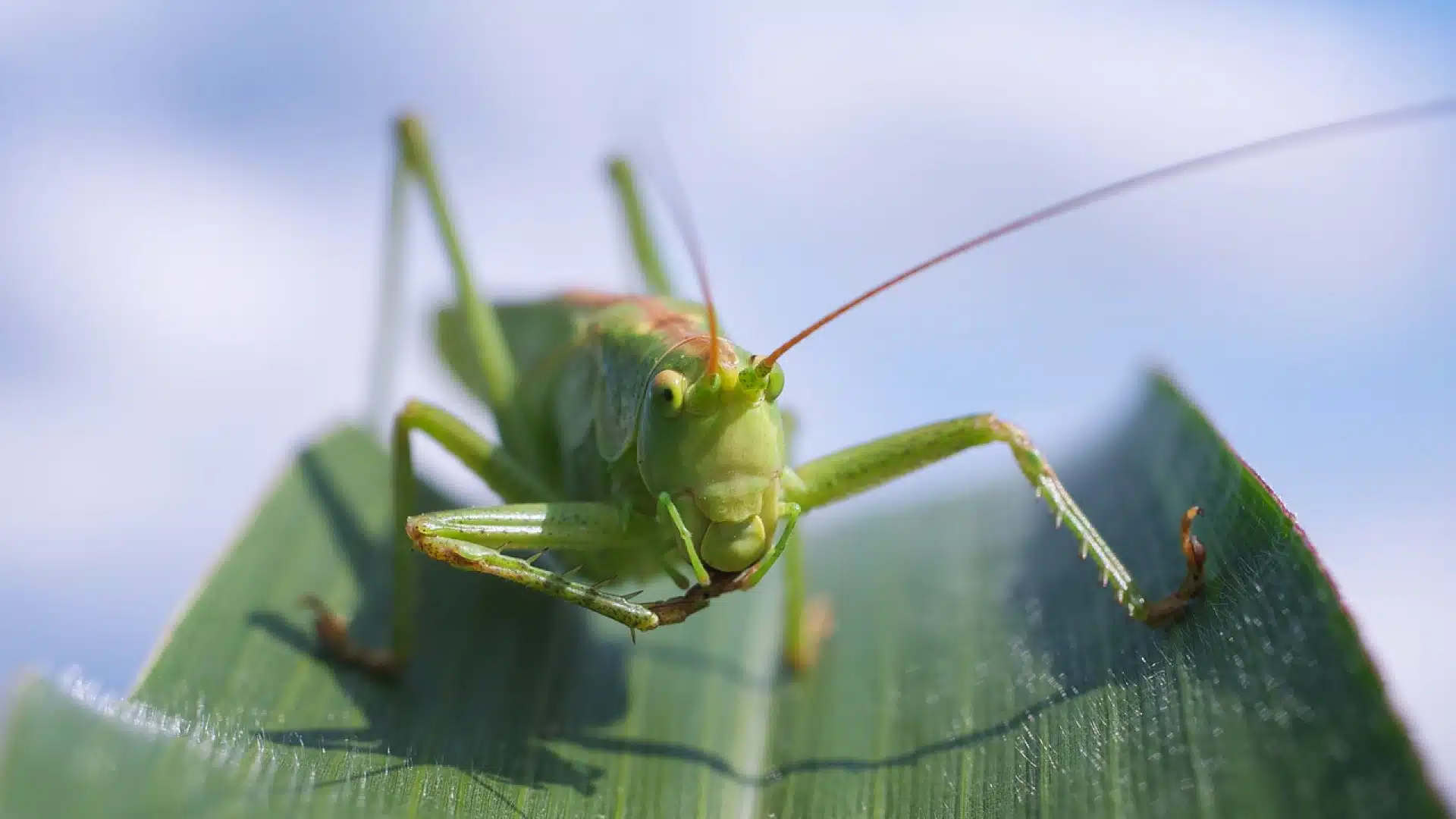 Identifier les insectes à larves xylophages : que faut-il savoir ?